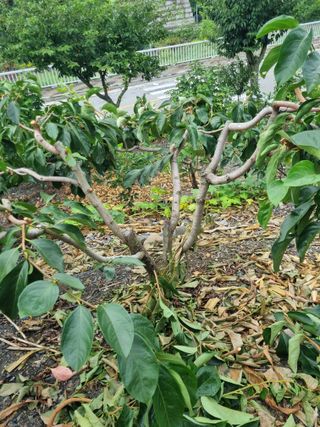 김용대님의 자유주제 · 자유게시판 작성글 사진