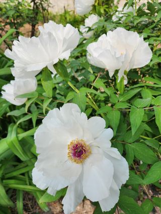 한상경님의 자유주제 · 자유게시판 작성글 사진