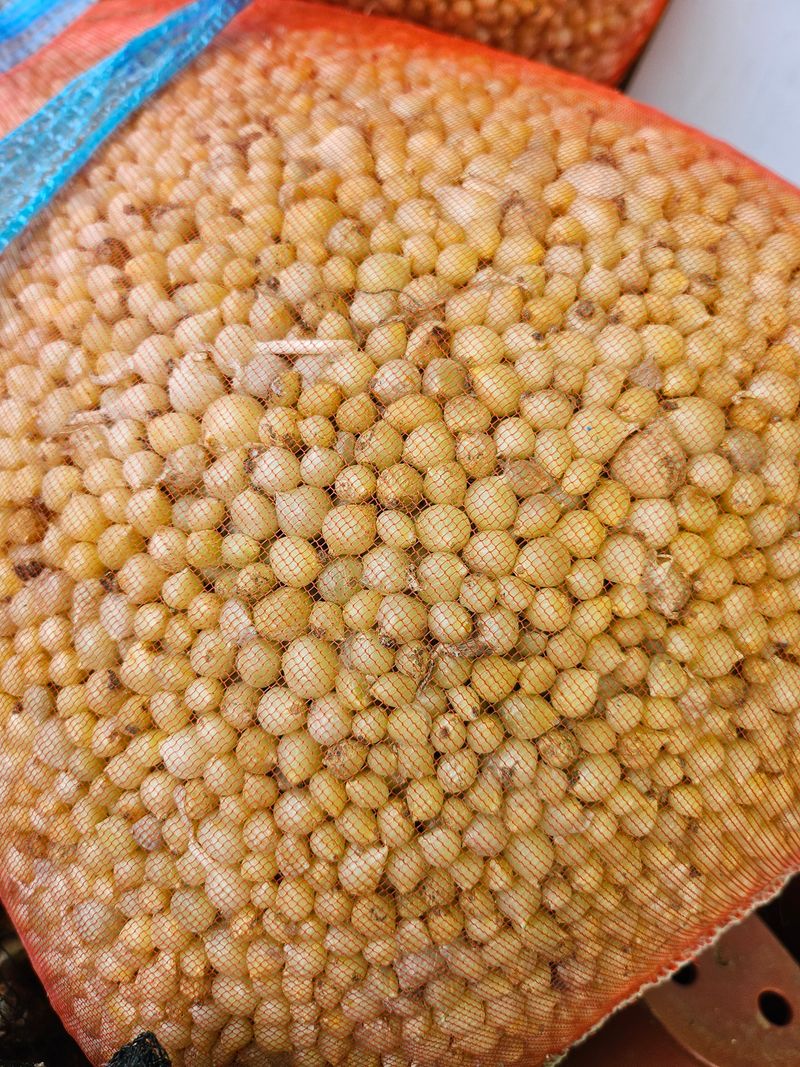 장터 상품 [김장 달래 종자 1KG] 썸네일