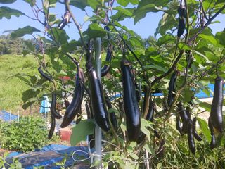 주복자님의 고추 · 영농일지 작성글 사진