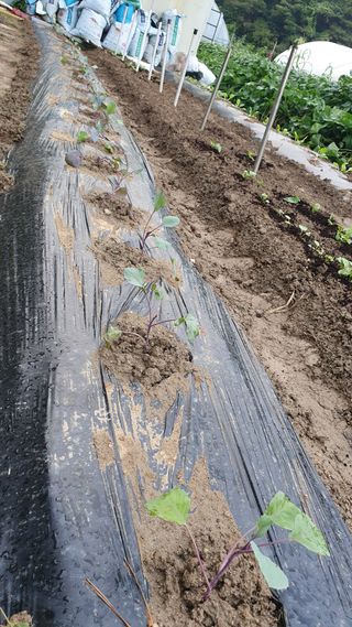 이서구님의 자유주제 · 자유게시판 작성글 사진