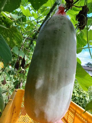 산성골농장님의 기타작물 · 영농일지 작성글 사진