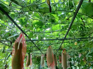 산성골농장님의 기타작물 · 영농일지 작성글 사진