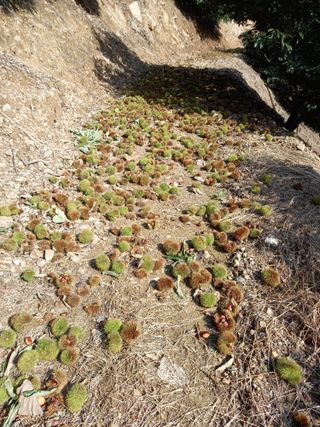 홍가네수정농장님의 자유주제 · 자유게시판 작성글 사진