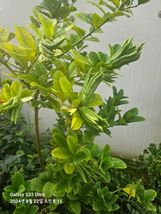 마로니에농원님의 자유주제 · 자유게시판 작성글 사진