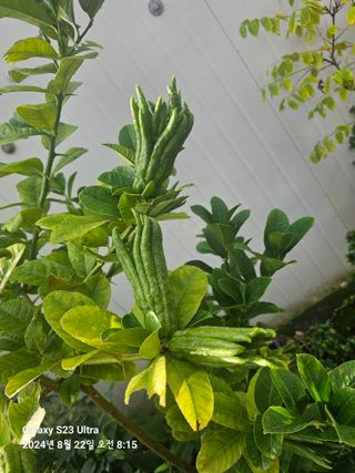 마로니에농원님의 자유주제 · 자유게시판 작성글 사진