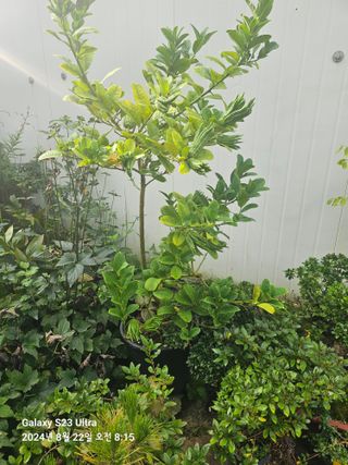 마로니에농원님의 자유주제 · 자유게시판 작성글 사진