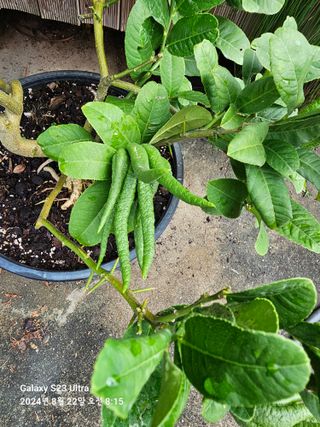 마로니에농원님의 자유주제 · 자유게시판 작성글 사진