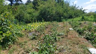초보농부님의 고구마 · 영농일지 작성글 사진