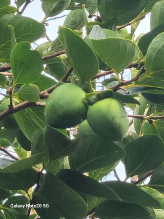 강화댁님의 감 · 영농일지 작성글 사진