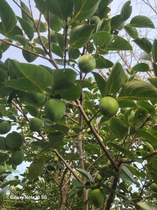 강화댁님의 감 · 영농일지 작성글 사진