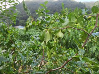 농막쥔님의 사과 · 영농일지 작성글 사진