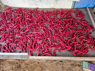 농업인님의 기타작물 · 영농일지 작성글 사진