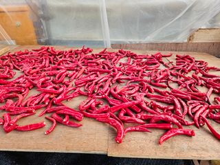 농업인님의 기타작물 · 영농일지 작성글 사진