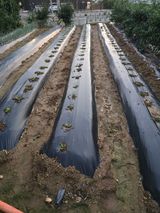 팜모닝 배추·영농일지 게시글 이미지