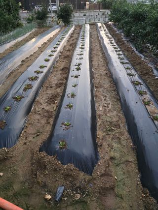 홍성덕님의 배추 · 영농일지 작성글 사진