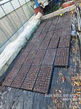 팜모닝 배추·영농일지 게시글 이미지