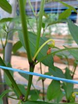 팜모닝 고추·영농일지 게시글 이미지