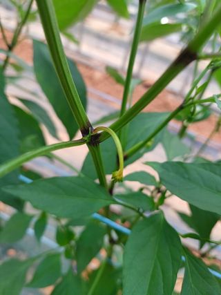 청양고추30914님의 고추 · 영농일지 작성글 사진