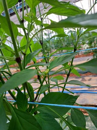 청양고추30914님의 고추 · 영농일지 작성글 사진