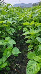 팜모닝 자유주제·자유게시판 게시글 이미지