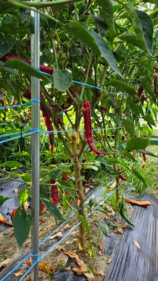 시아님의 자유주제 · 자유게시판 작성글 사진