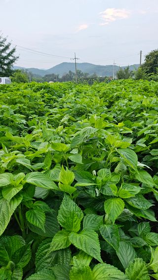 시아님의 자유주제 · 자유게시판 작성글 사진