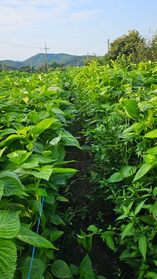 시아님의 자유주제 · 자유게시판 작성글 사진