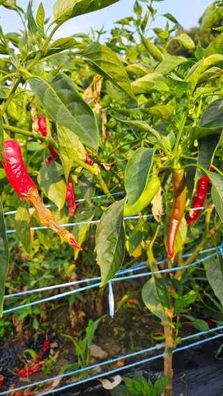 시아님의 자유주제 · 자유게시판 작성글 사진