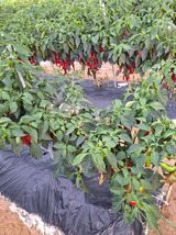 팜모닝 고추·영농일지 게시글 이미지