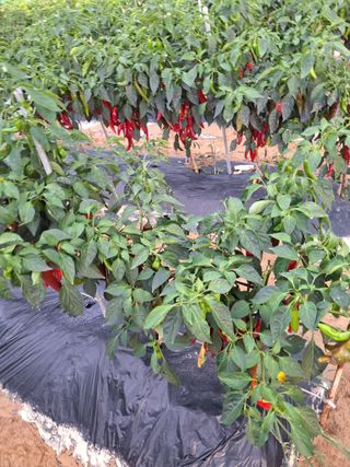 김철수님의 고추 · 영농일지 작성글 사진