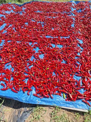 김철수님의 고추 · 영농일지 작성글 사진