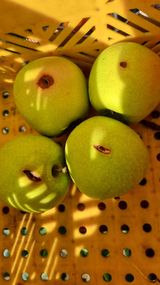 팜모닝 사과·병해충상담 게시글 이미지