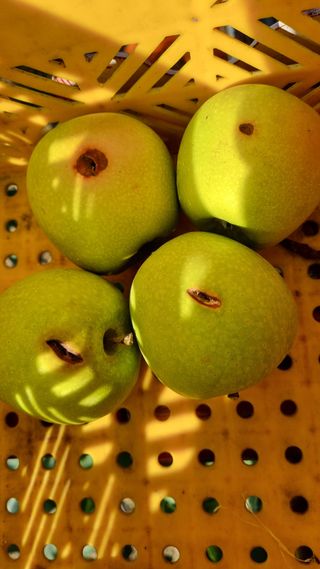 조동원님의 사과 · 병해충상담 작성글 사진