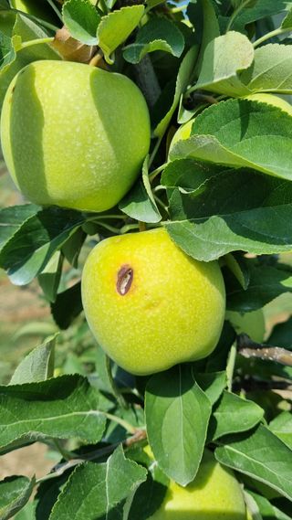 조동원님의 사과 · 병해충상담 작성글 사진