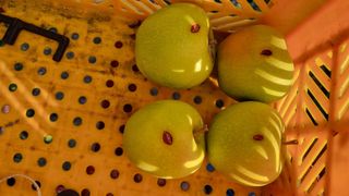 조동원님의 사과 · 병해충상담 작성글 사진