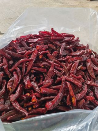 시금치7516최영숙님의 고추 · 영농일지 작성글 사진