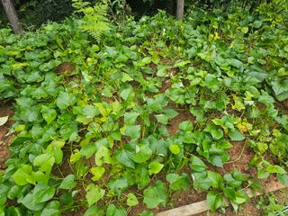 정정애님의 자유주제 · 자유게시판 작성글 사진