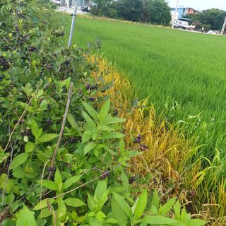 문유식님의 고추 · 영농일지 작성글 사진