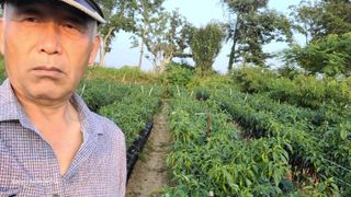 풀피리님의 고추 · 영농일지 작성글 사진