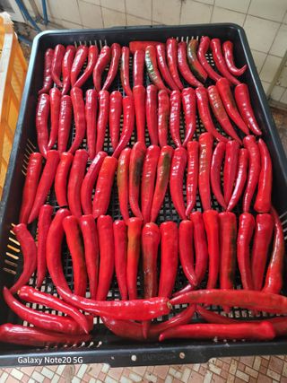 풀피리님의 고추 · 영농일지 작성글 사진