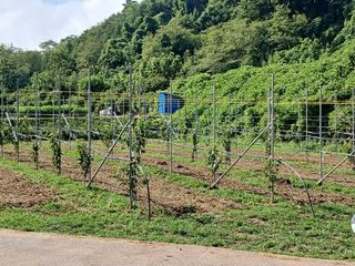 이승훈님의 기타작물 · 영농일지 작성글 사진