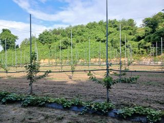 이승훈님의 기타작물 · 영농일지 작성글 사진