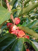 팜모닝 기타작물·영농일지 게시글 이미지