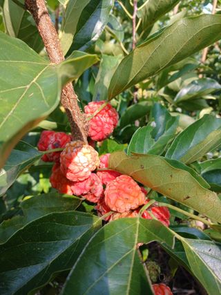 이맹진님의 기타작물 · 영농일지 작성글 사진