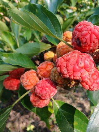 이맹진님의 기타작물 · 영농일지 작성글 사진