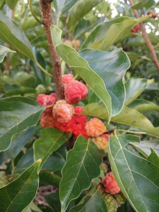 이맹진님의 기타작물 · 영농일지 작성글 사진