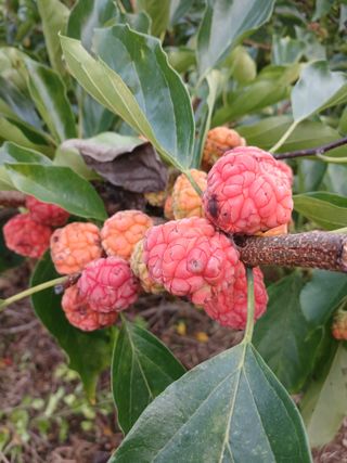 이맹진님의 기타작물 · 영농일지 작성글 사진