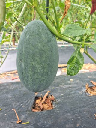 류수천님의 자유주제 · 자유게시판 작성글 사진