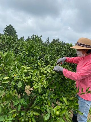 이명희님의 귤 · 영농일지 작성글 사진